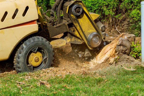 Best Stump Grinding and Removal  in Manson, IA